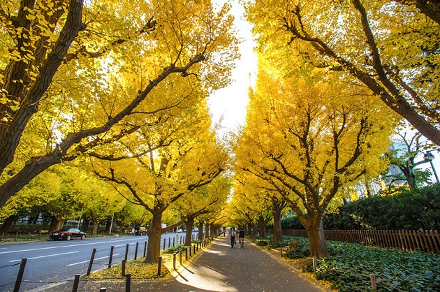 Khám phá những con đường hoa đẹp nhất của Nhật Bản