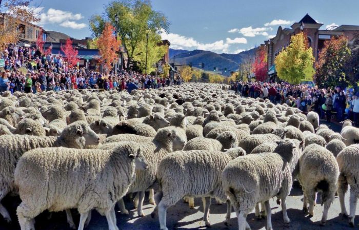 lễ hội diễu hành cừu ở nông thôn nước Mỹ