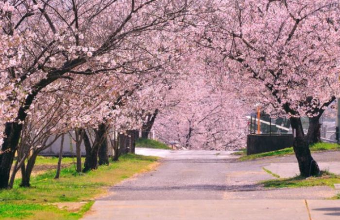 mùa xuân tại Tokushima thơ mộng với sắc hoa anh đào nở